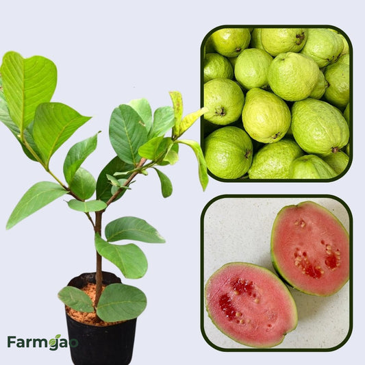 Morelos Pink Guava Air Layered Healthy Fruit Plant