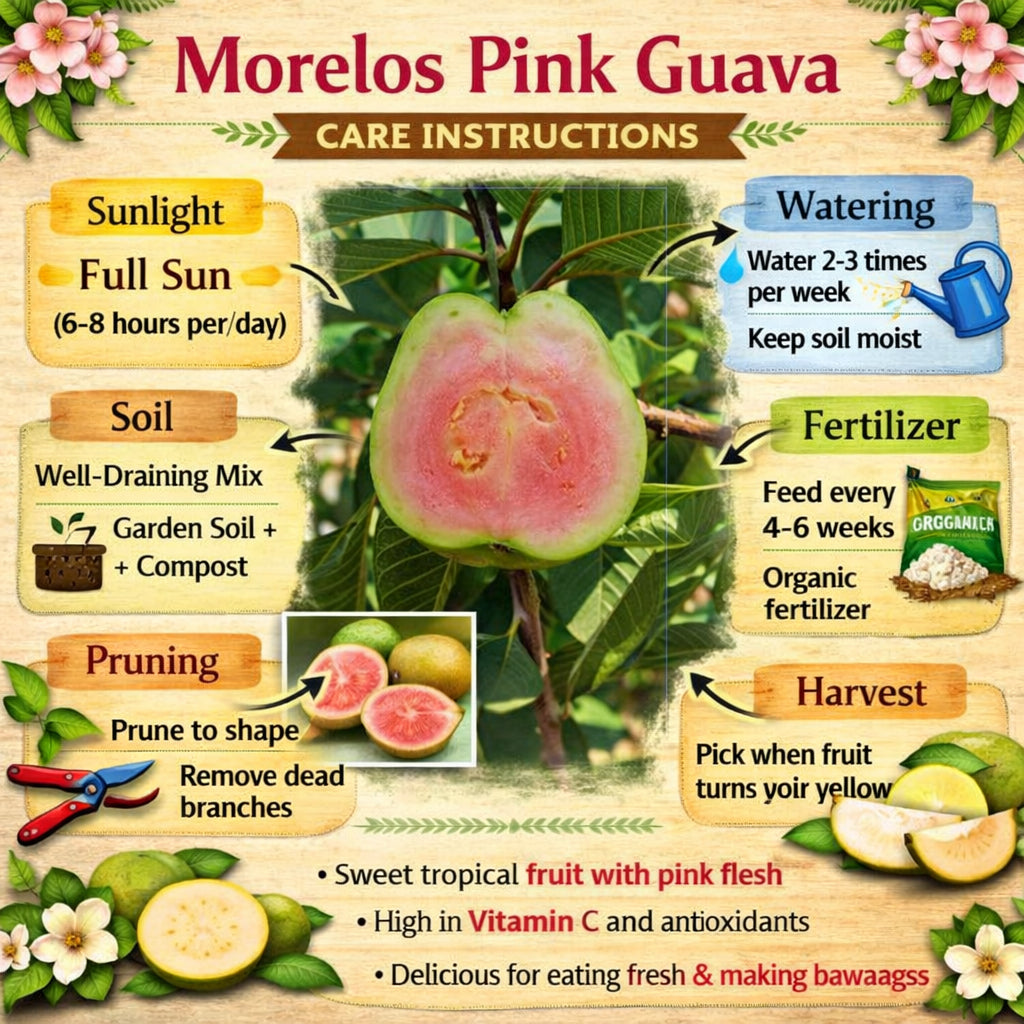 Morelos Pink Guava Air Layered Healthy Fruit Plant