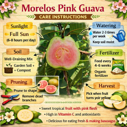Morelos Pink Guava Air Layered Healthy Fruit Plant