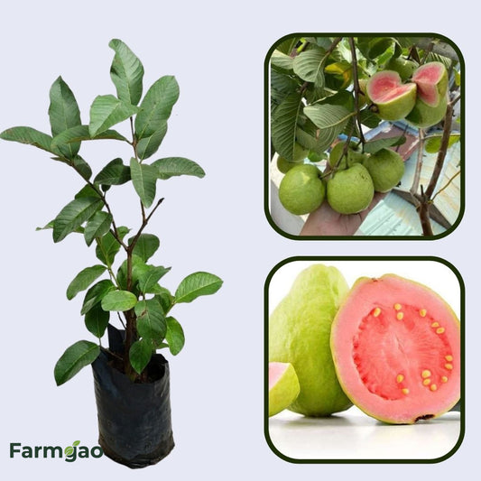 Moroccan Pink Guava Air Layered Healthy Fruit Plant