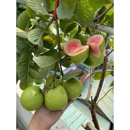 Moroccan Pink Guava Air Layered Healthy Fruit Plant