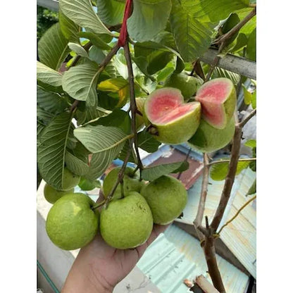 Moroccan Pink Guava Air Layered Healthy Fruit Plant