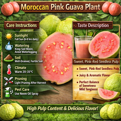 Moroccan Pink Guava Air Layered Healthy Fruit Plant