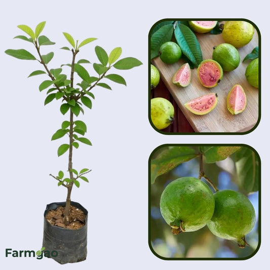 Mountain Guava Air Layered Healthy Fruit Plant