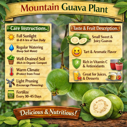 Mountain Guava Air Layered Healthy Fruit Plant