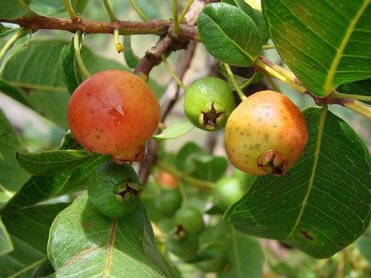 Mountain Guava Air Layered Healthy Fruit Plant