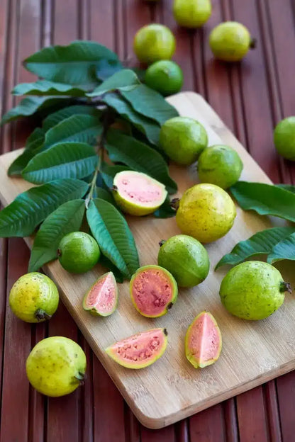 Mountain Guava Air Layered Healthy Fruit Plant