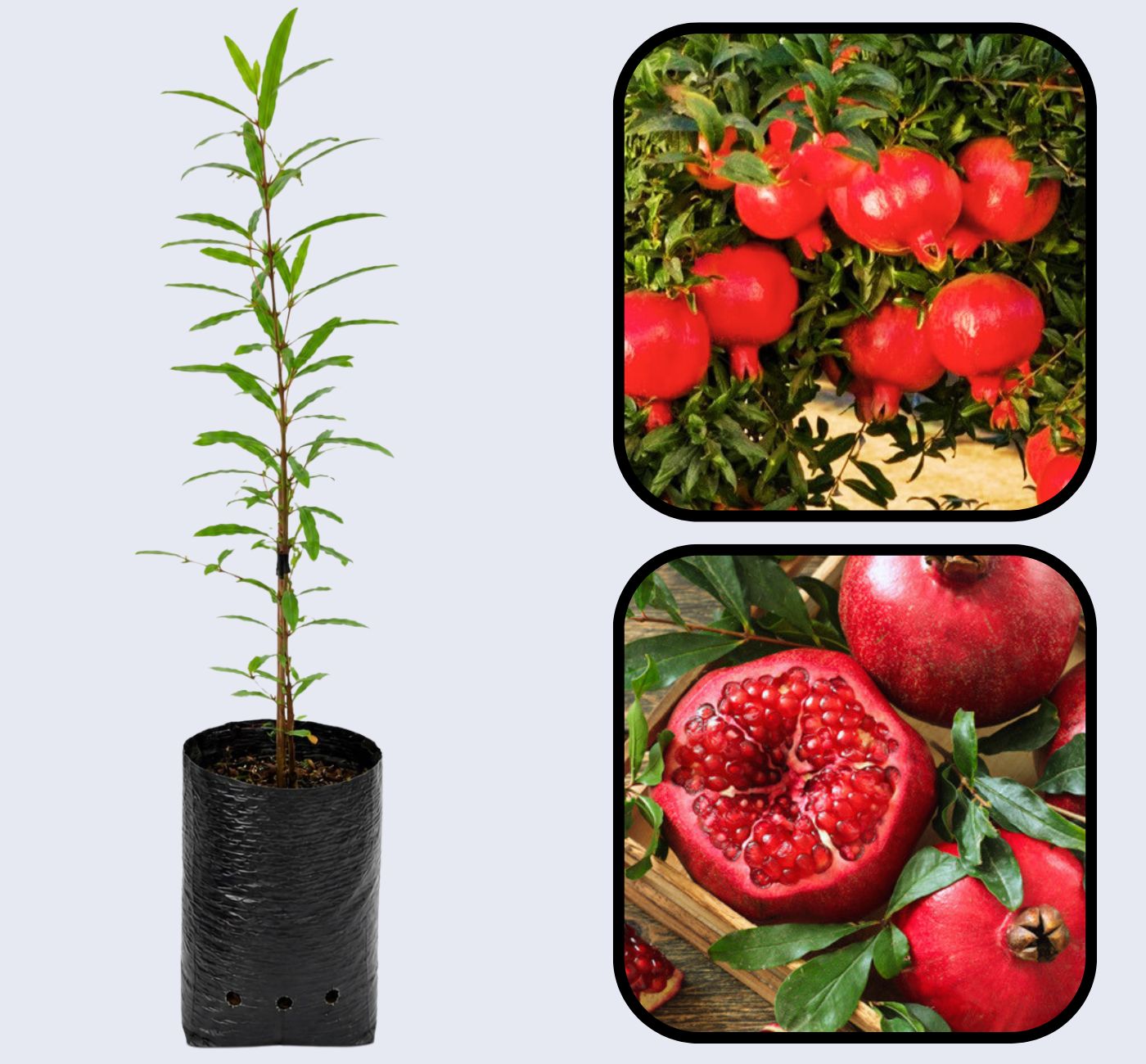 Mridula Pomegranate Grafted Fruit Plant – High Yielding Sweet Juicy Anar Tree Variety