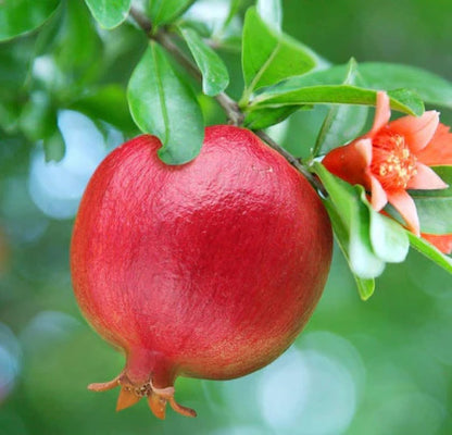Mridula Pomegranate Grafted Fruit Plant – High Yielding Sweet Juicy Anar Tree Variety
