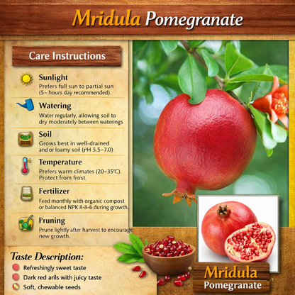 Mridula Pomegranate Grafted Fruit Plant – High Yielding Sweet Juicy Anar Tree Variety
