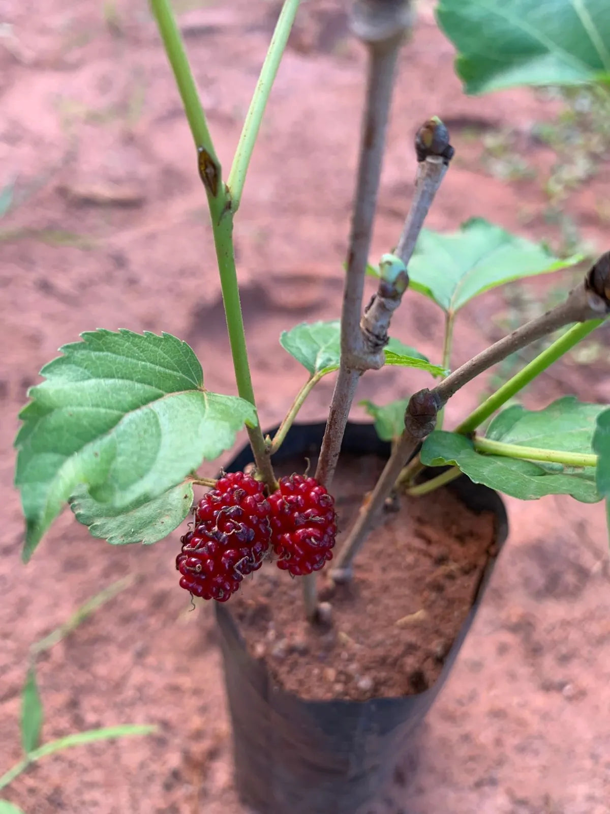 Mulberry Shahtoot All Time Layering/Grafted Fruit Plant