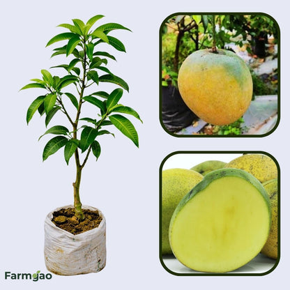 Mulgoa Mango Aam Grafted Healthy Fruit Plant