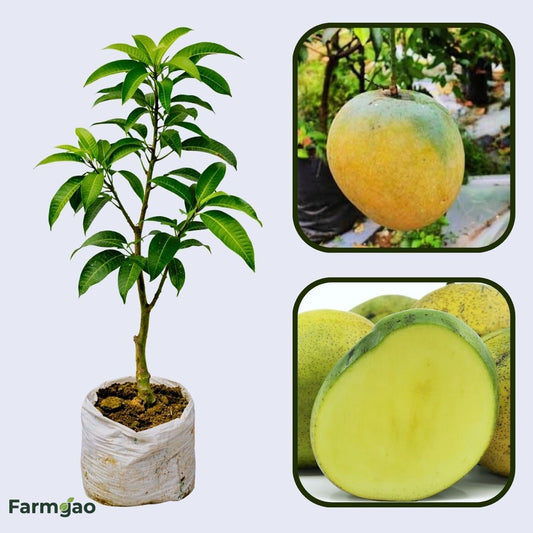 Mulgoa Mango Aam Grafted Healthy Fruit Plant