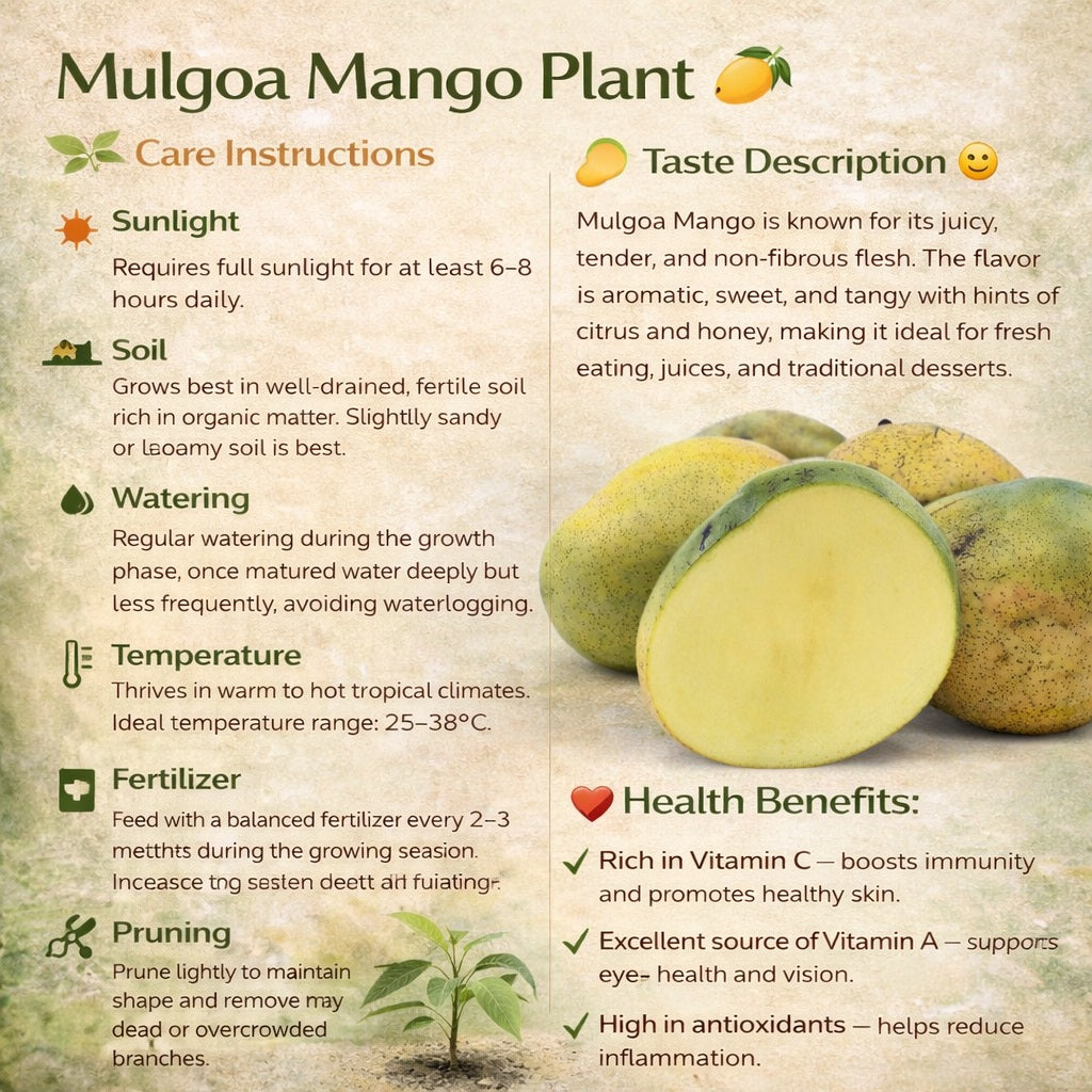 Mulgoa Mango Aam Grafted Healthy Fruit Plant