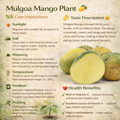Mulgoa Mango Aam Grafted Healthy Fruit Plant