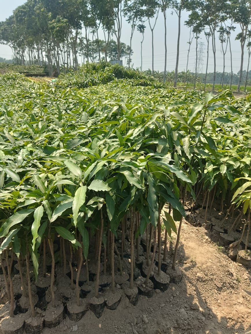 Mulgoa Mango Aam Grafted Healthy Fruit Plant
