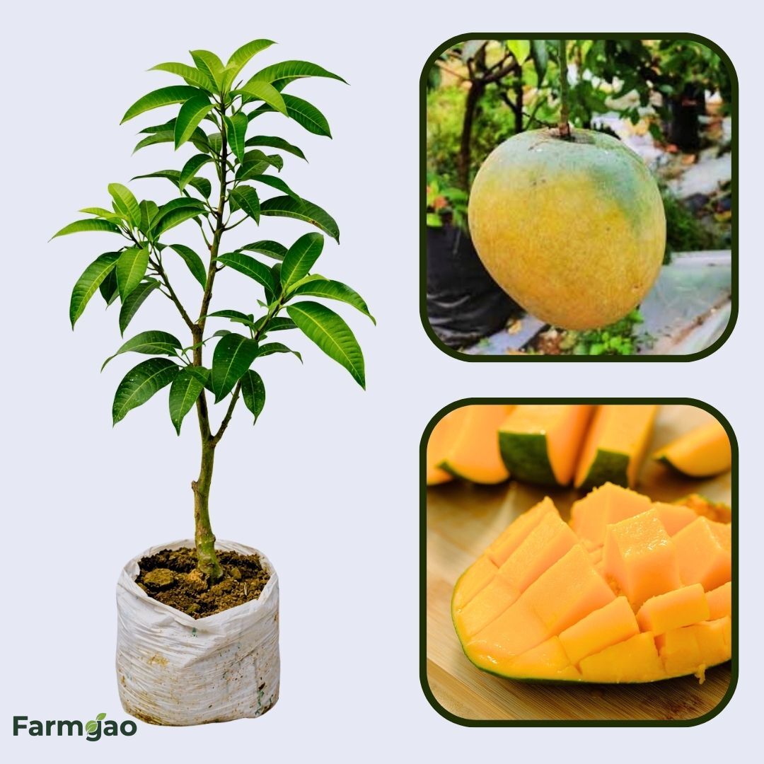 Mundappa Mango Aam Grafted Healthy Fruit Plant