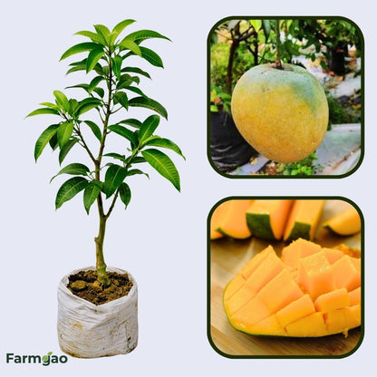 Mundappa Mango Aam Grafted Healthy Fruit Plant