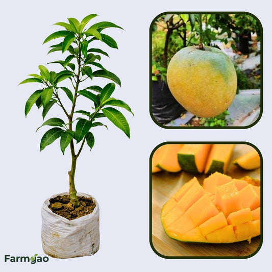 Mundappa Mango Aam Grafted Healthy Fruit Plant