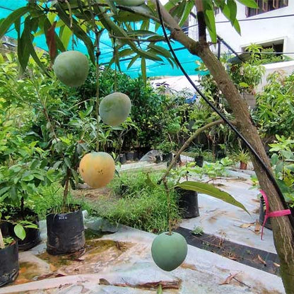 Mundappa Mango Aam Grafted Healthy Fruit Plant