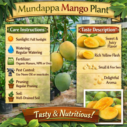 Mundappa Mango Aam Grafted Healthy Fruit Plant