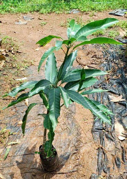 Mundappa Mango Aam Grafted Healthy Fruit Plant
