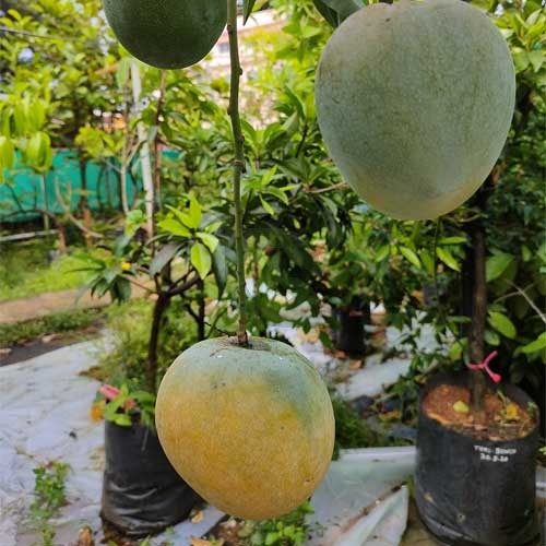 Mundappa Mango Aam Grafted Healthy Fruit Plant