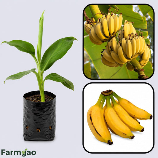 Musa acuminata Banana Healthy Sweet Tissue Cultured Fruit Plant