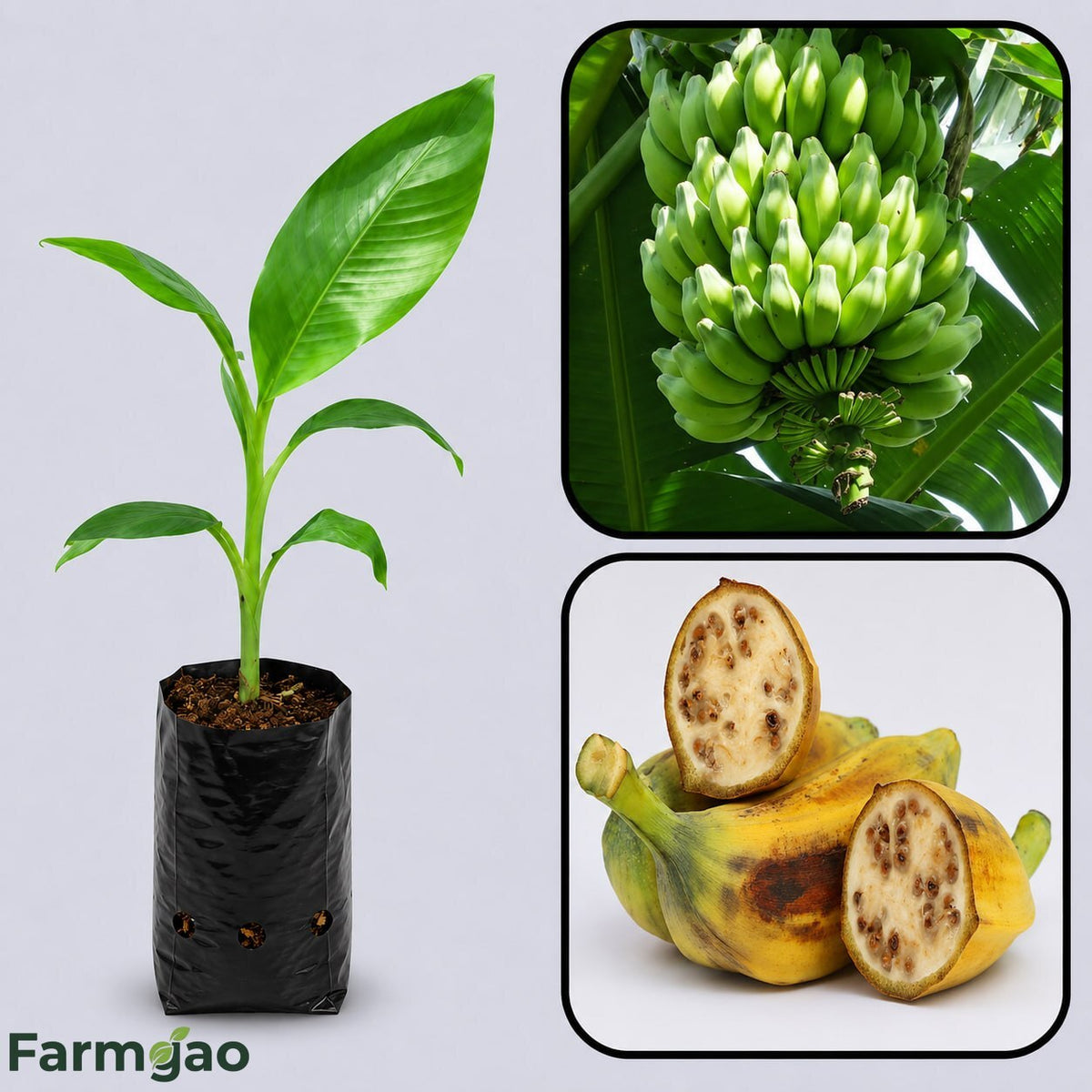 Musa balbisiana Banana Healthy Sweet Tissue Cultured Fruit Plant