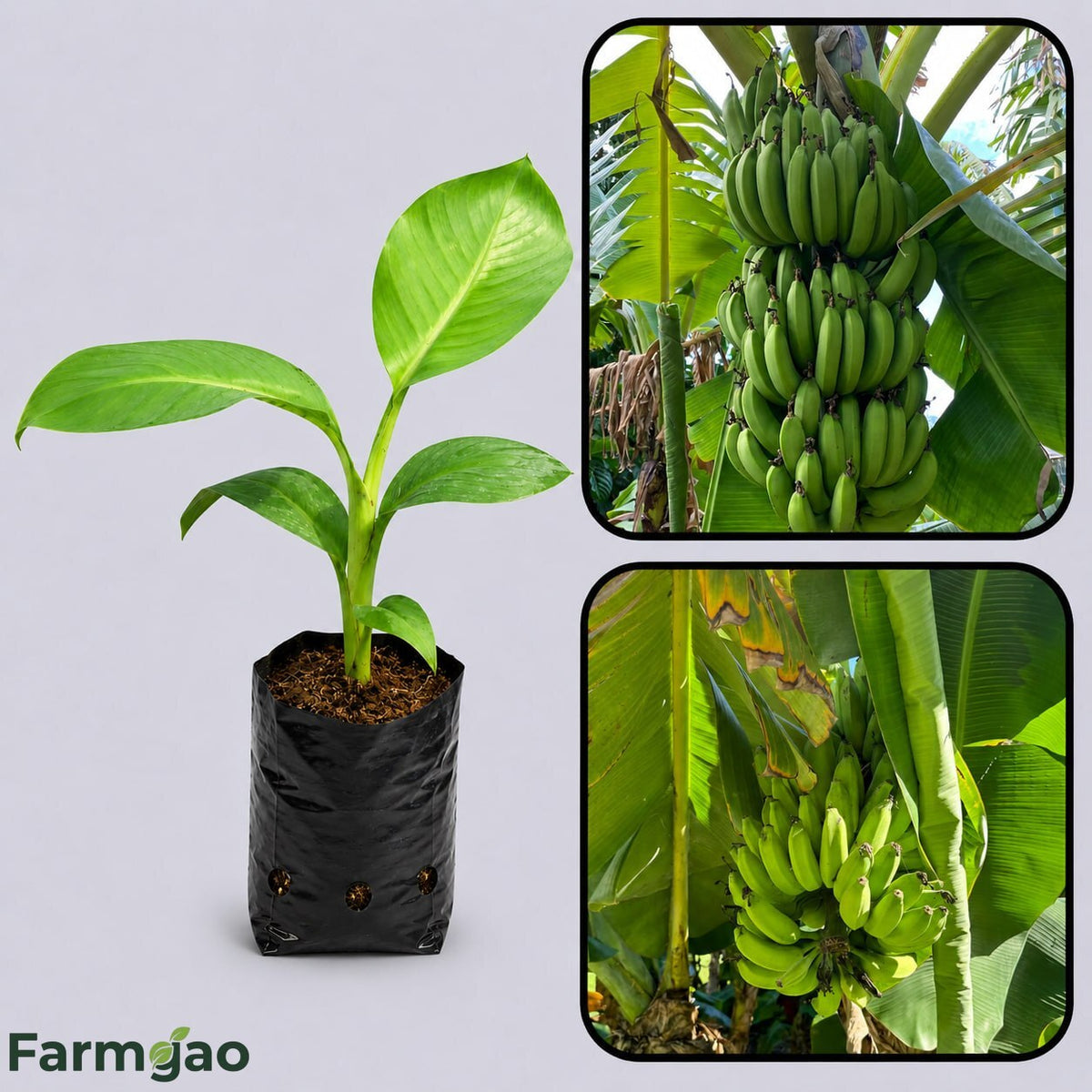 Musa basjoo (Hardy Banana) Healthy Sweet  Tissue Cultured Fruit Plant