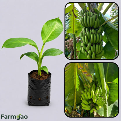 Musa basjoo (Hardy Banana) Healthy Sweet  Tissue Cultured Fruit Plant