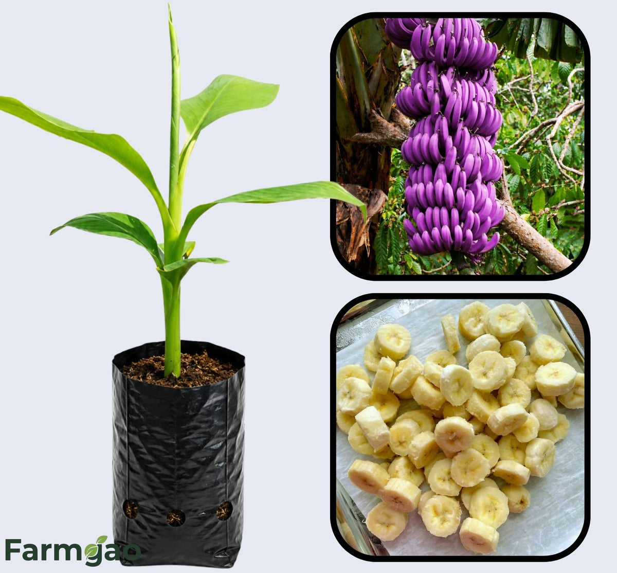 Musa itinerans Banana Healthy Sweet  Tissue Cultured Fruit Plant