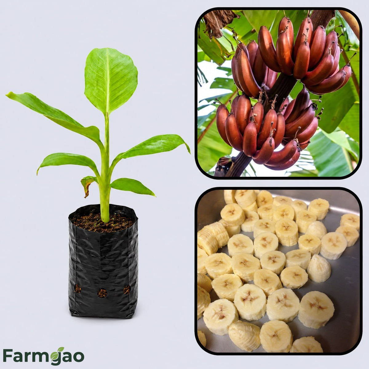 Musa textilis (Abaca) Banana Healthy Sweet Tissue Cultured Fruit Plant