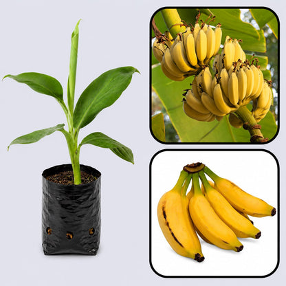 Musa acuminata Banana Healthy Sweet Tissue Cultured Fruit Plant