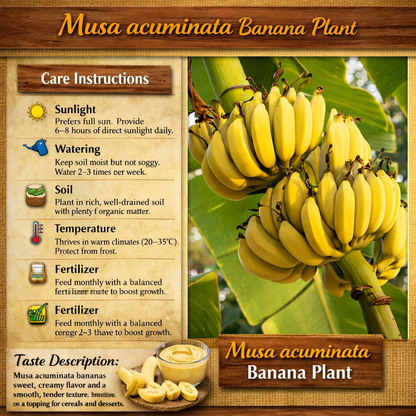 Musa acuminata Banana Healthy Sweet Tissue Cultured Fruit Plant