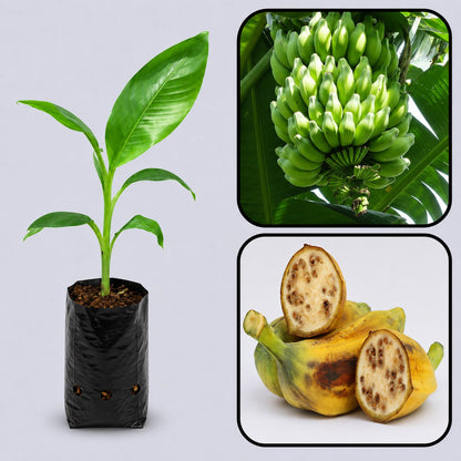 Musa balbisiana Banana Healthy Sweet Tissue Cultured Fruit Plant