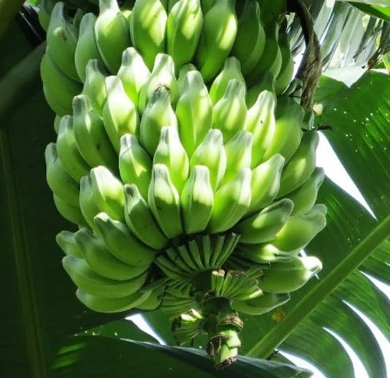 Musa balbisiana Banana Healthy Sweet Tissue Cultured Fruit Plant