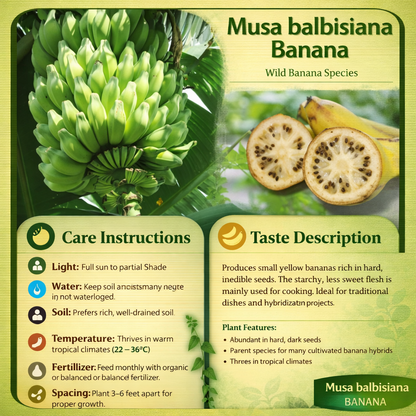 Musa balbisiana Banana Healthy Sweet Tissue Cultured Fruit Plant