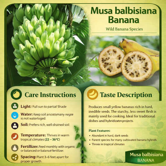 Musa balbisiana Banana Healthy Sweet Tissue Cultured Fruit Plant