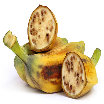 Musa balbisiana Banana Healthy Sweet Tissue Cultured Fruit Plant