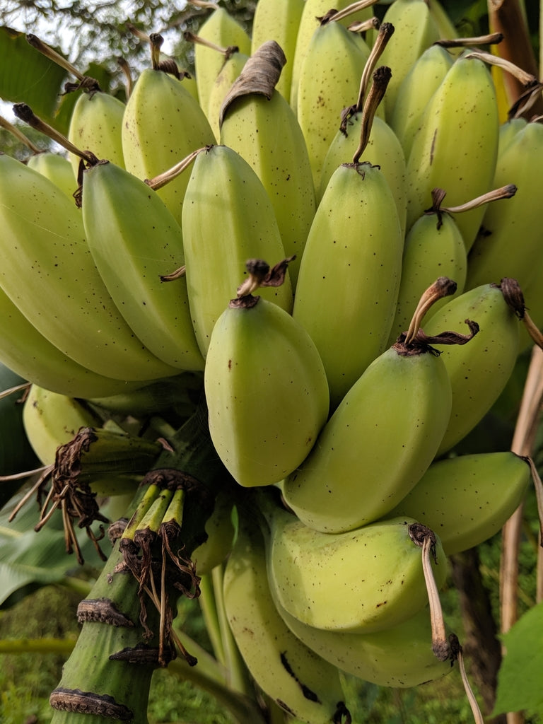 Musa balbisiana Banana Healthy Sweet Tissue Cultured Fruit Plant