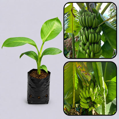 Musa basjoo (Hardy Banana) Healthy Sweet  Tissue Cultured Fruit Plant