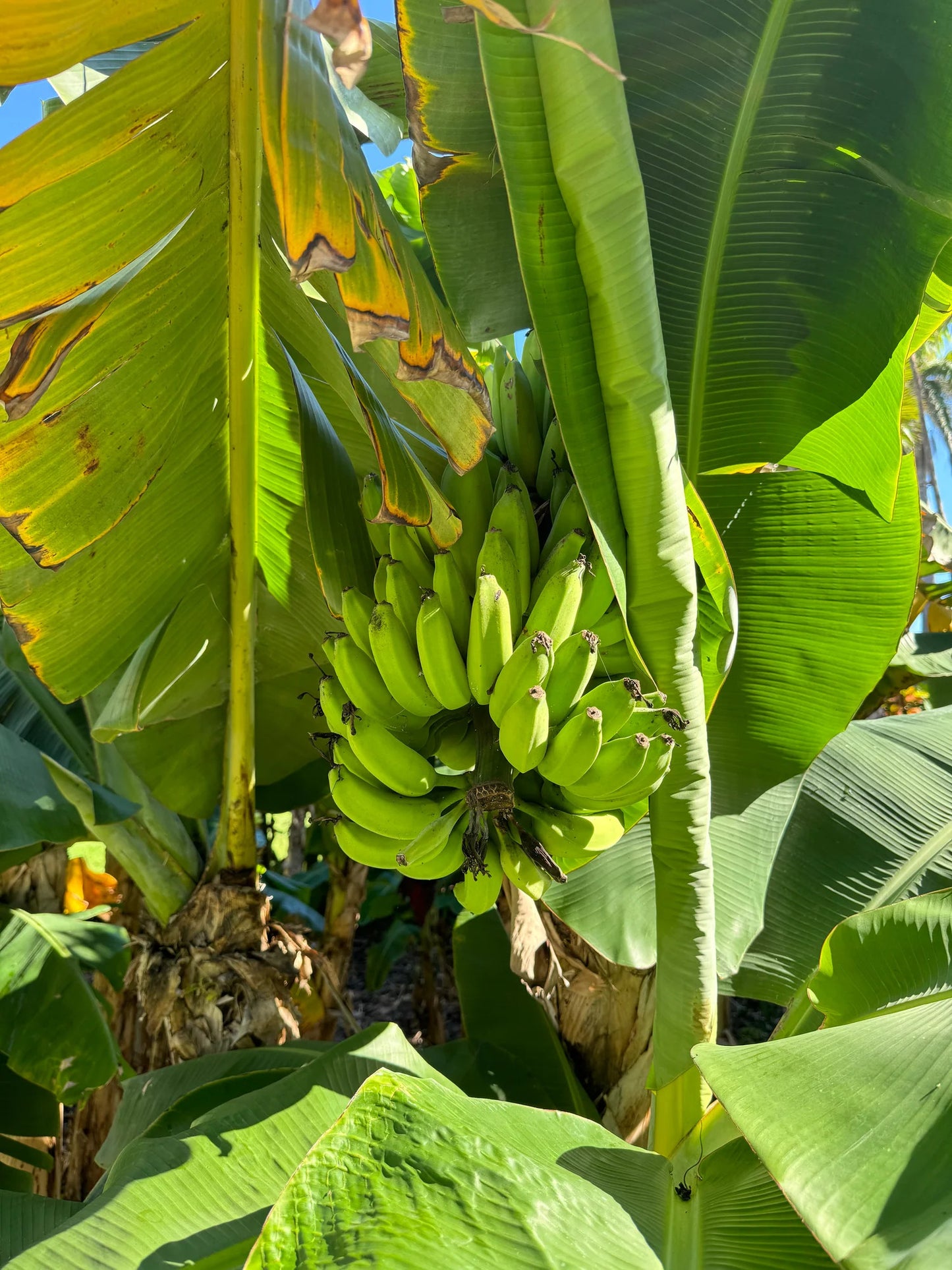 Musa basjoo (Hardy Banana) Healthy Sweet  Tissue Cultured Fruit Plant
