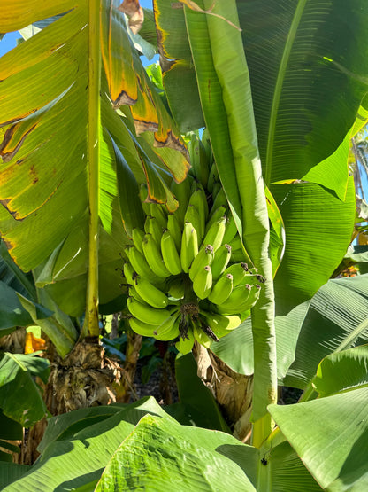 Musa basjoo (Hardy Banana) Healthy Sweet  Tissue Cultured Fruit Plant