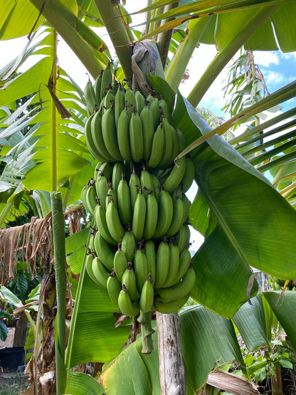 Musa basjoo (Hardy Banana) Healthy Sweet  Tissue Cultured Fruit Plant