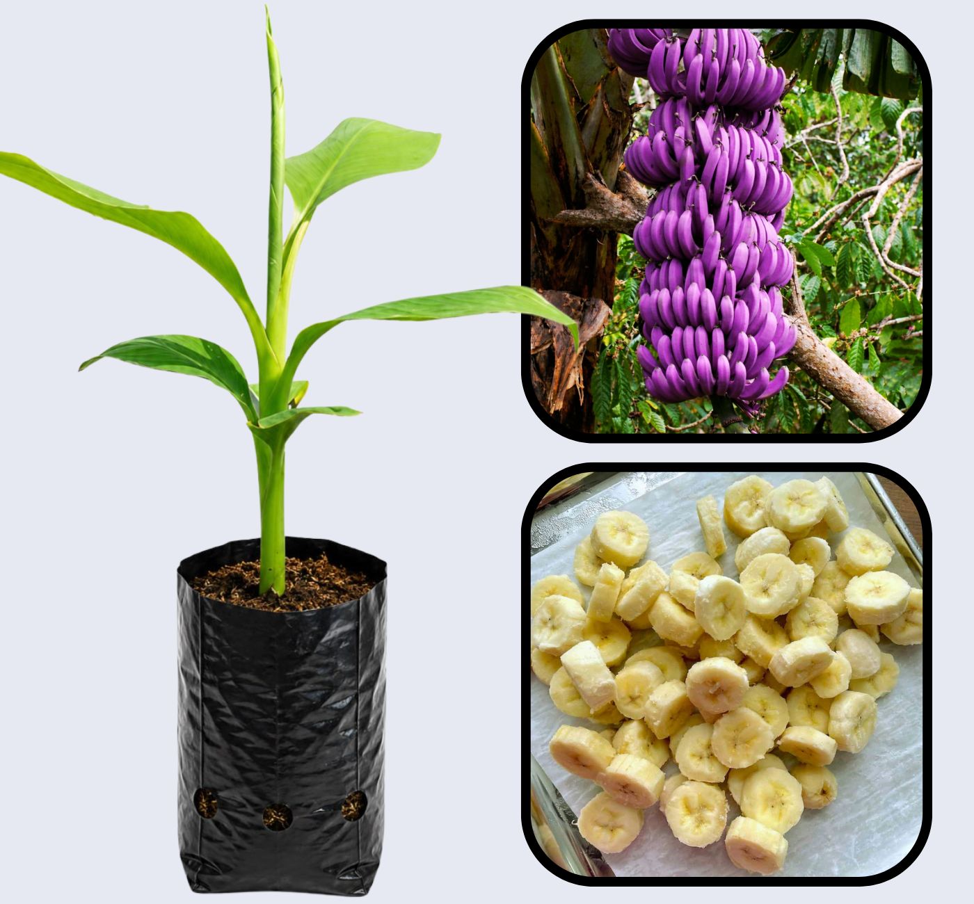 Musa itinerans Banana Healthy Sweet  Tissue Cultured Fruit Plant