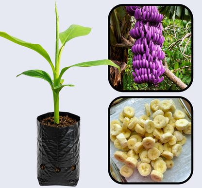 Musa itinerans Banana Healthy Sweet  Tissue Cultured Fruit Plant