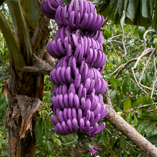 Musa itinerans Banana Healthy Sweet  Tissue Cultured Fruit Plant