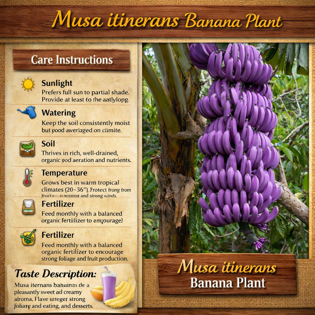 Musa itinerans Banana Healthy Sweet  Tissue Cultured Fruit Plant