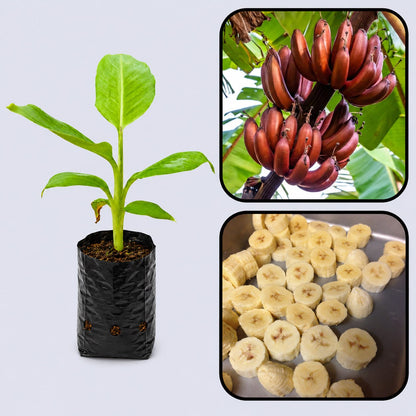 Musa textilis (Abaca) Banana Healthy Sweet Tissue Cultured Fruit Plant